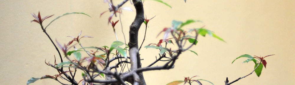 Zahnarztpraxis Dr. med. dent. Michael Lauterwein